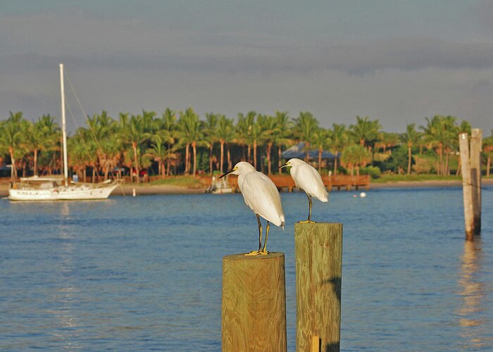 Snowy Egrets Greeting Card featuring the photograph 23- Decisions by Joseph Keane