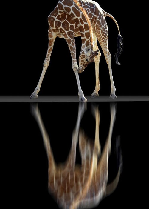 Animal Greeting Card featuring the photograph 233 by Peter Holme III