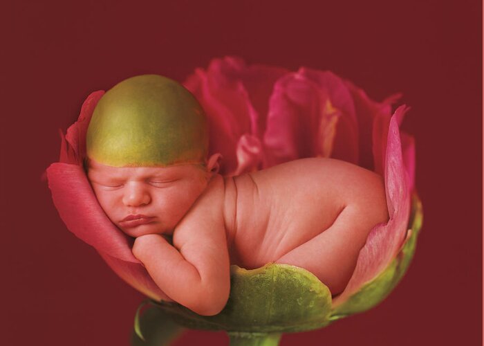 Pink Greeting Card featuring the photograph Jacob in a Pink Peony Rose by Anne Geddes