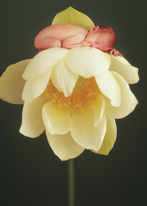 Water Lily Greeting Card featuring the photograph Lotus Bud by Anne Geddes