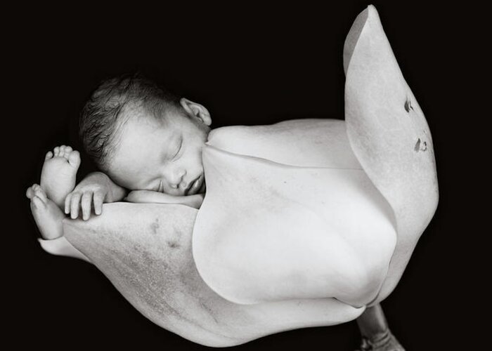 Black And White Greeting Card featuring the photograph Aden in a Magnolia Bud by Anne Geddes