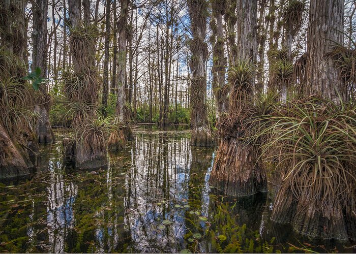 Big Cypress Greeting Card featuring the photograph Untitled #27 by Bill Martin