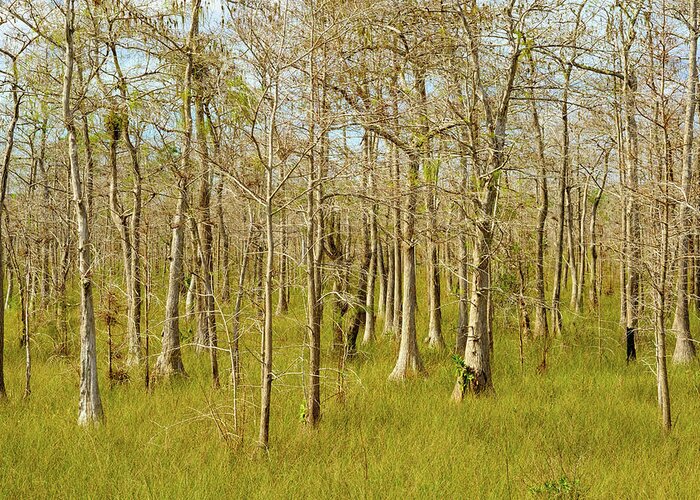 Big Cypress National Preserve Greeting Card featuring the photograph Florida Everglades by Raul Rodriguez