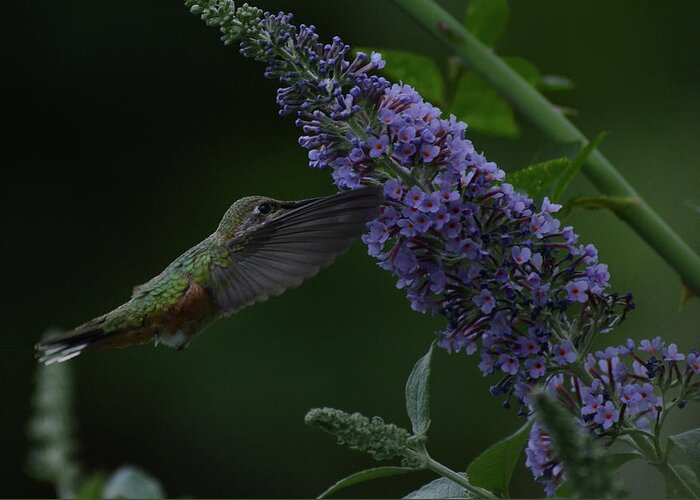 Hummingbirds-butterfly Bush- Broadtail Hummingbird- Purples And Vibrant Greens- Images And Photography By -rae Ann M Garrett- Greeting Card featuring the photograph 287 by Rae Ann M Garrett