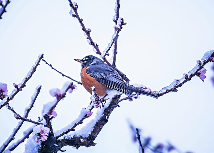 American Robin Greeting Card featuring the photograph American Robin Perched On Blooming Peach Tree In Spring Snow #3 by Alex Grichenko