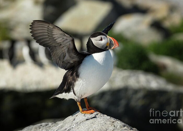 Atlantic Puffin Greeting Card featuring the photograph Atlantic Puffin #4 by Craig Shaknis