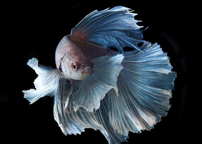 Betta Greeting Card featuring the photograph Betta #3 by Jackie Russo