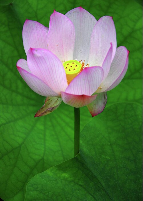 Lotus Greeting Card featuring the photograph Blossoming lotus flower closeup #3 by Carl Ning