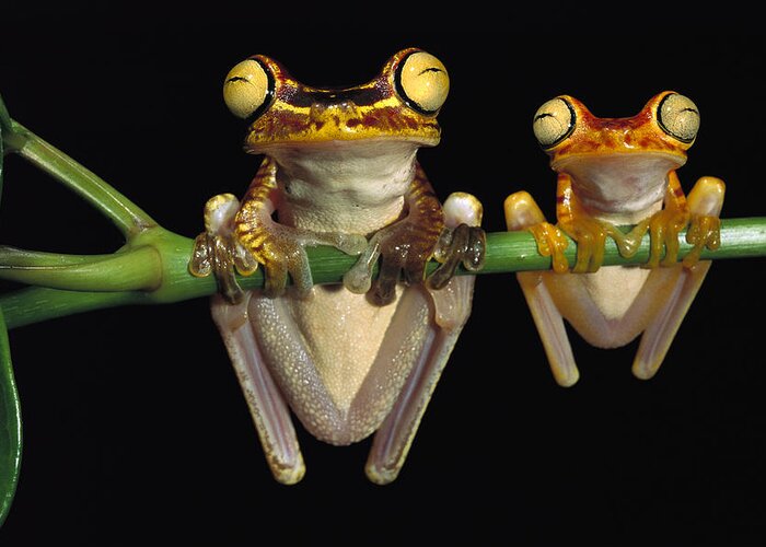 Mp Greeting Card featuring the photograph Chachi Tree Frog Hyla Picturata Pair by Pete Oxford
