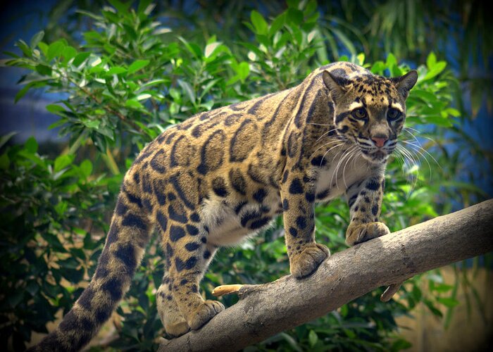 Cat Greeting Card featuring the photograph Clouded Leopard Neofelis nebulosa #3 by Nathan Abbott