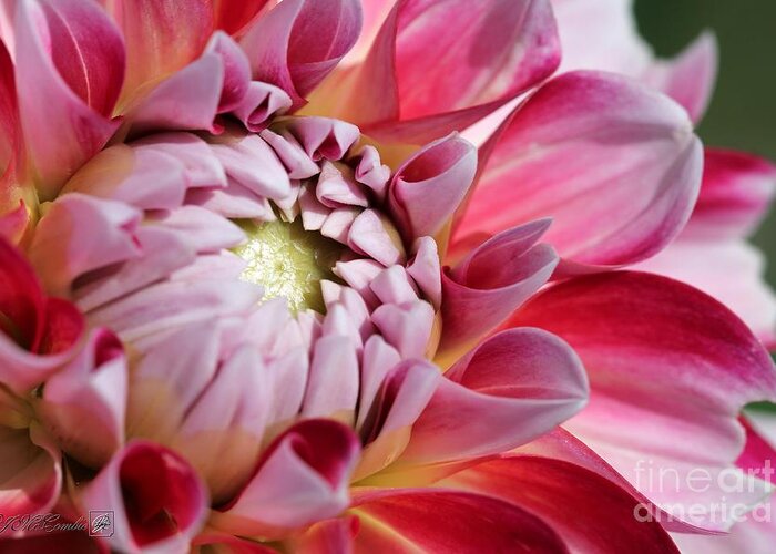 Mccombie Greeting Card featuring the photograph Dahlia named Hawaii #2 by J McCombie