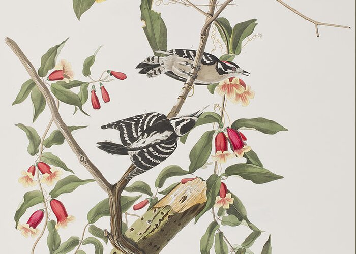 Woodpecker Greeting Card featuring the painting Downy Woodpecker by John James Audubon