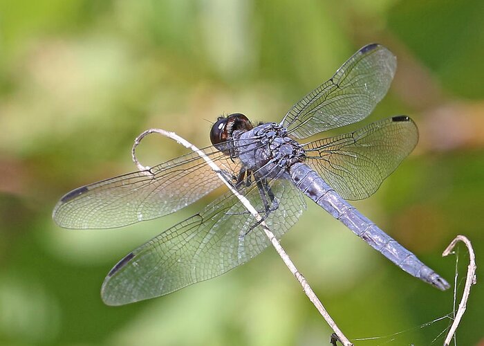 Nature Greeting Card featuring the photograph Dragonfly #3 by Mike Dickie