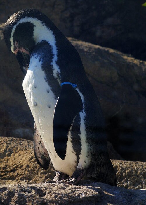 Fur Greeting Card featuring the photograph Fur And Feathers #3 by Jean Wolfrum