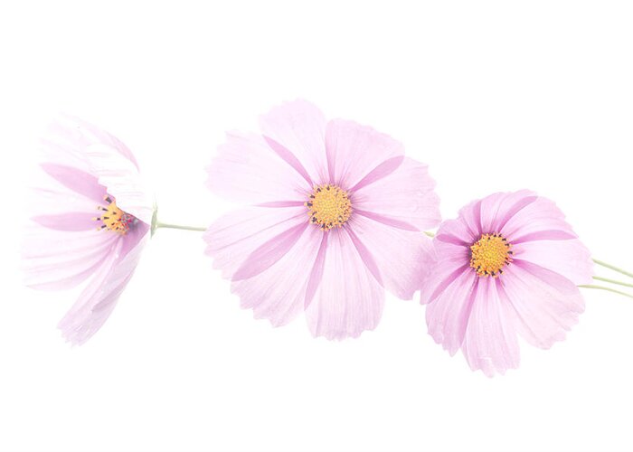 Cosmos Greeting Card featuring the photograph 3 High Key Pink Cosmos by Robert Suits Jr