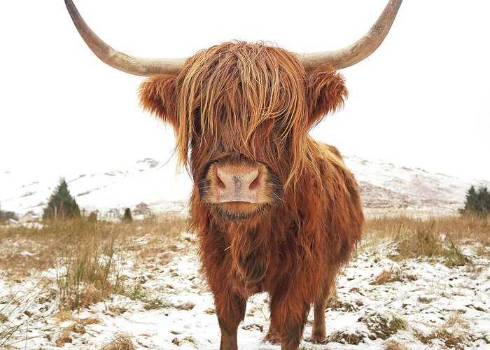 Highland Cattle Greeting Card featuring the photograph Highland Cow #3 by Grant Glendinning