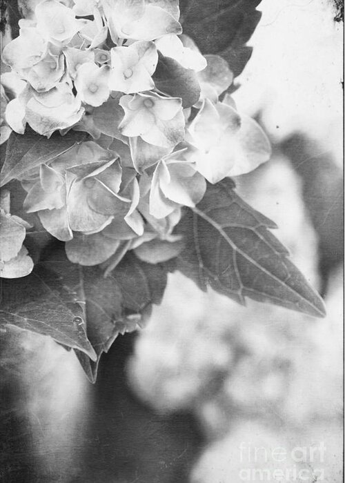 Hydrangea Greeting Card featuring the photograph Hydrangeas #3 by Stephanie Frey