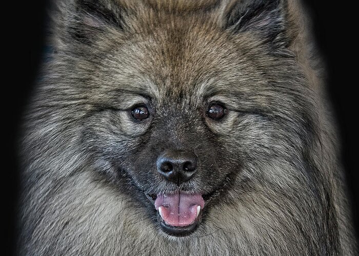 Keeshond Greeting Card featuring the photograph Keeshond #3 by Larry Linton