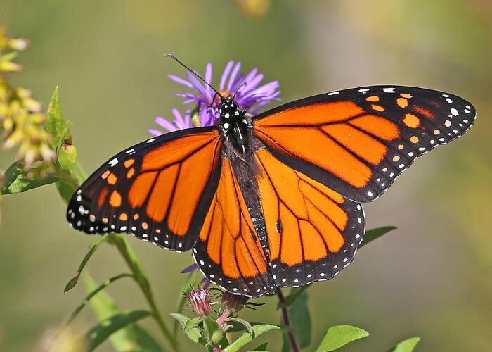 Nature Greeting Card featuring the photograph Monarch #3 by Mike Dickie