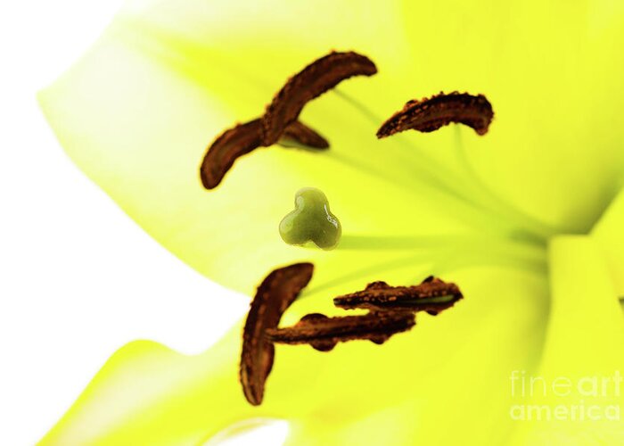 Abstract Greeting Card featuring the photograph Oriental Lily Flower by Raul Rodriguez
