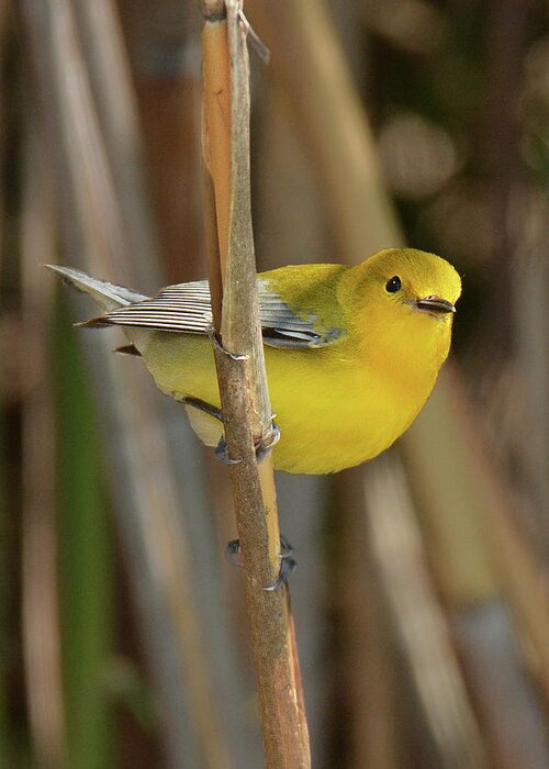 Bird Greeting Card featuring the photograph Prothonotary Warbler #3 by Alan Lenk