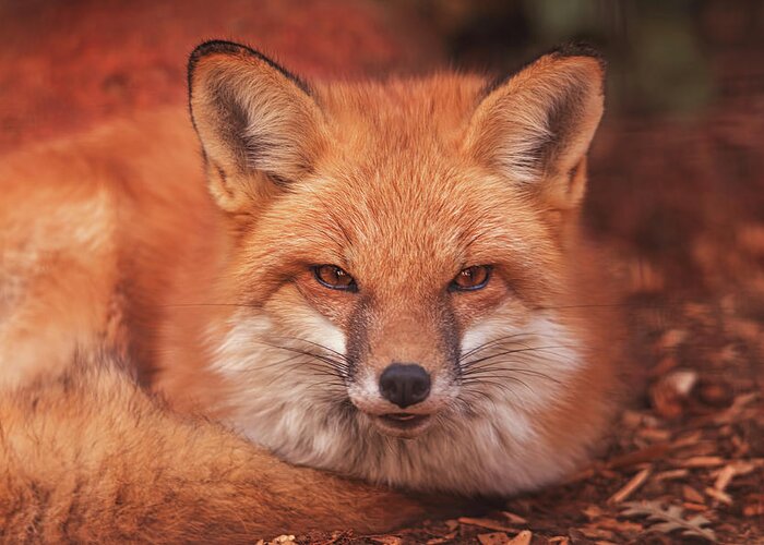 Animal Greeting Card featuring the photograph Red Fox #3 by Brian Cross