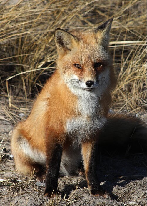 Red Fox Greeting Card featuring the photograph Red Fox Shirley New York #3 by Bob Savage