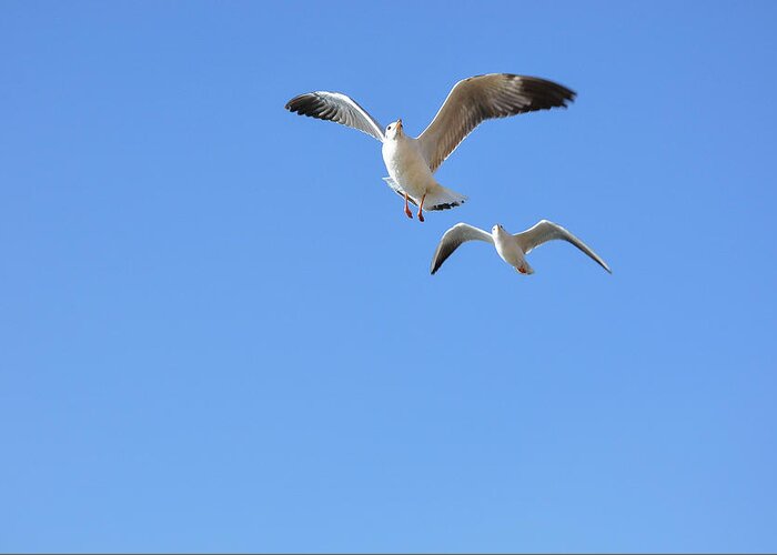 Blue Greeting Card featuring the photograph Seagulls in the sky #3 by Carl Ning