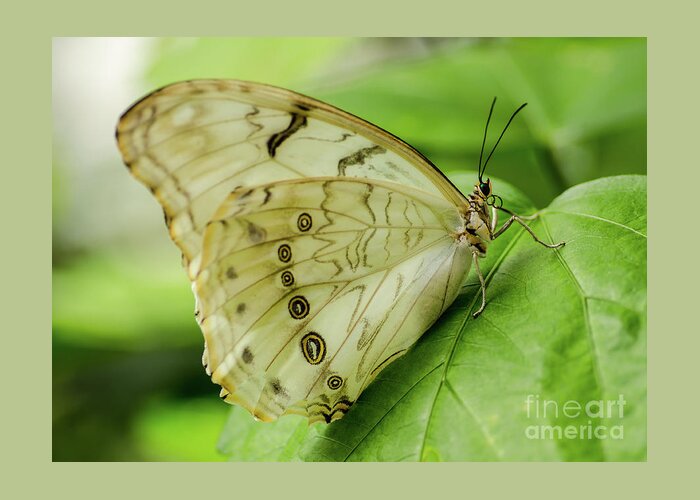 Nature Greeting Card featuring the photograph Butterfly Macro by Nick Boren