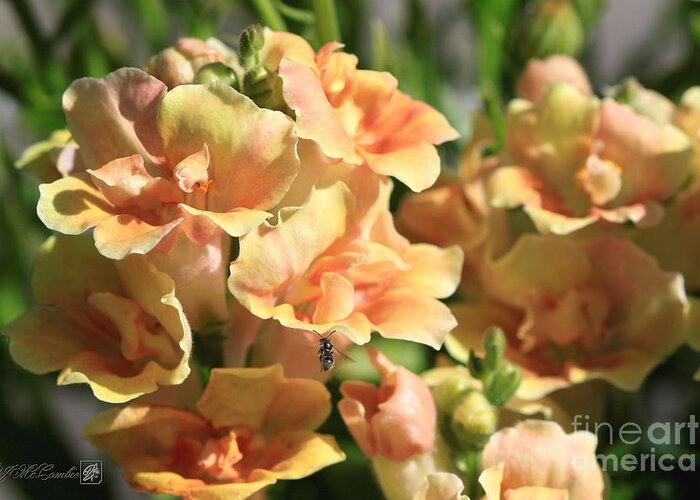 Mccombie Greeting Card featuring the photograph Snapdragon named Twinny Peach #2 by J McCombie
