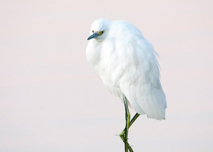 Snowy Greeting Card featuring the photograph Snowy Egret #81 by Tam Ryan