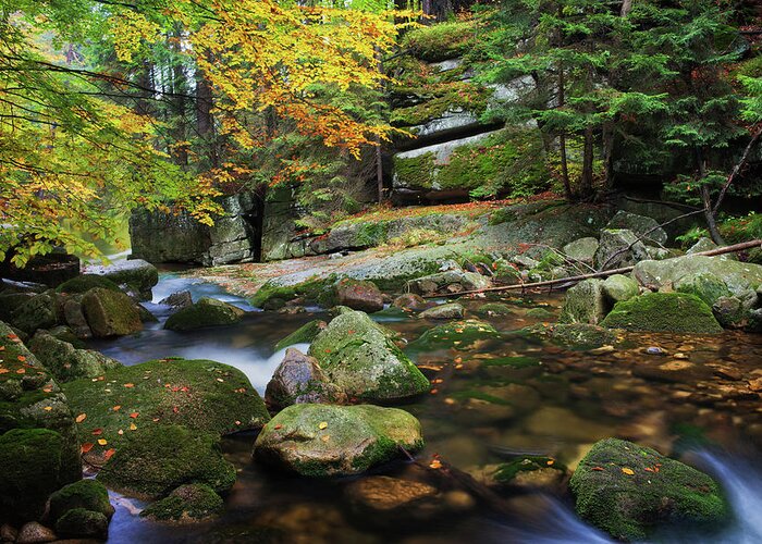 Stream Greeting Card featuring the photograph Stream in Autumn Mountain Forest #3 by Artur Bogacki