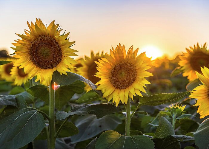 Ryan Heffron Greeting Card featuring the photograph Sunflower Sunset #3 by Ryan Heffron