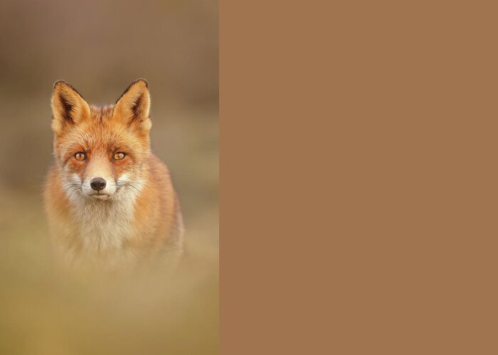 Red Fox Greeting Card featuring the photograph Foxy Face Series - Mr Fox by Roeselien Raimond