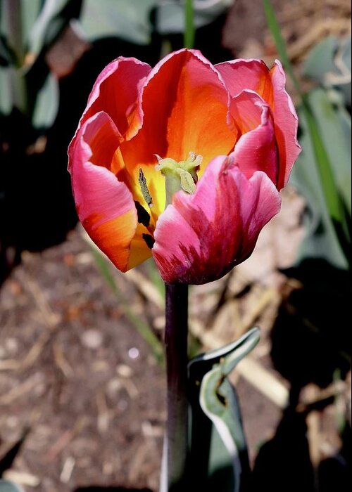 Tulip Greeting Card featuring the photograph Tulip #3 by Sarah Lilja