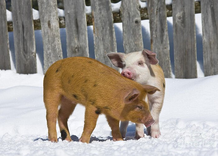 Piglet Greeting Card featuring the photograph Two Piglets Playing #3 by Jean-Louis Klein & Marie-Luce Hubert