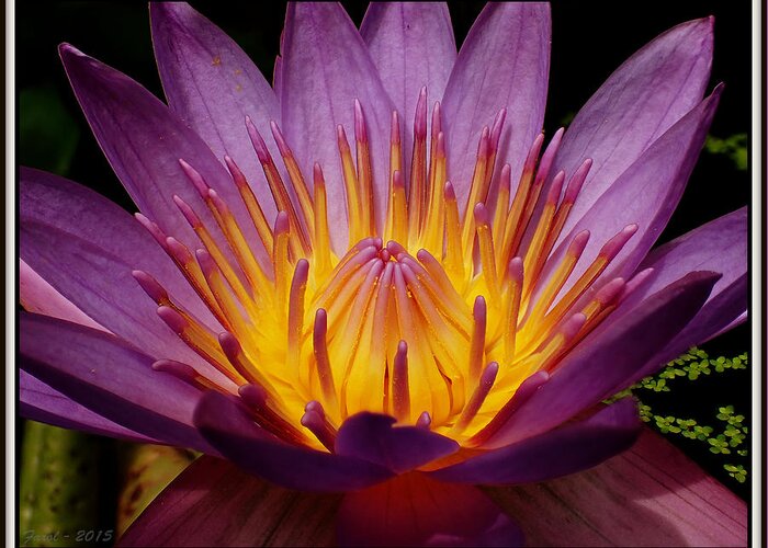 Nymphaeaceae Greeting Card featuring the photograph Water Lily #3 by Farol Tomson