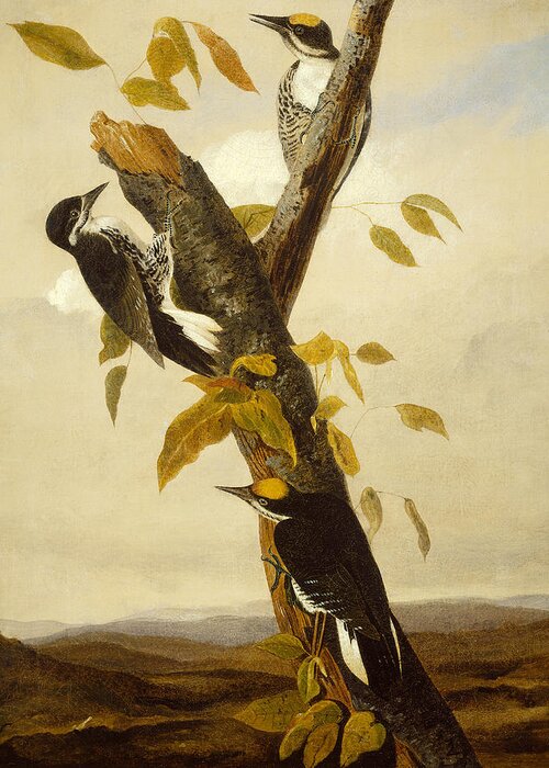 Woodpeckers Greeting Card featuring the painting Woodpeckers by John James Audubon
