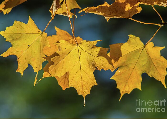 Cheryl Baxter Photography Greeting Card featuring the photograph 3 Yellow Maple Leaves by Cheryl Baxter