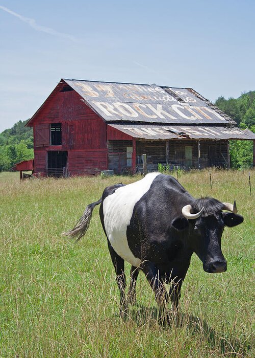 Cow Greeting Card featuring the photograph 37 More Miles by David Troxel