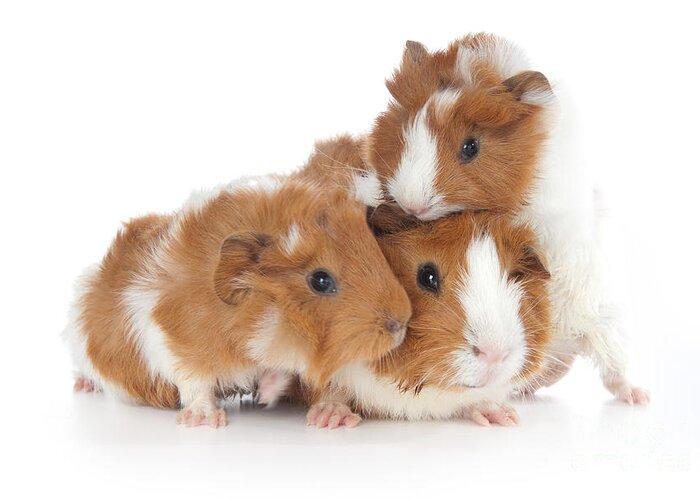 Abyssinian Guinea Pig Greeting Card featuring the photograph Abyssinian Guinea Pig #4 by Anthony Totah