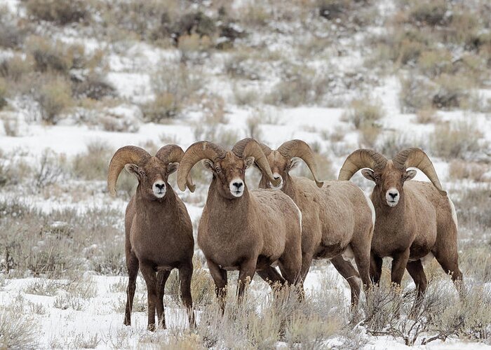 Bighorn Greeting Card featuring the photograph 4 Amigos by Ronnie And Frances Howard