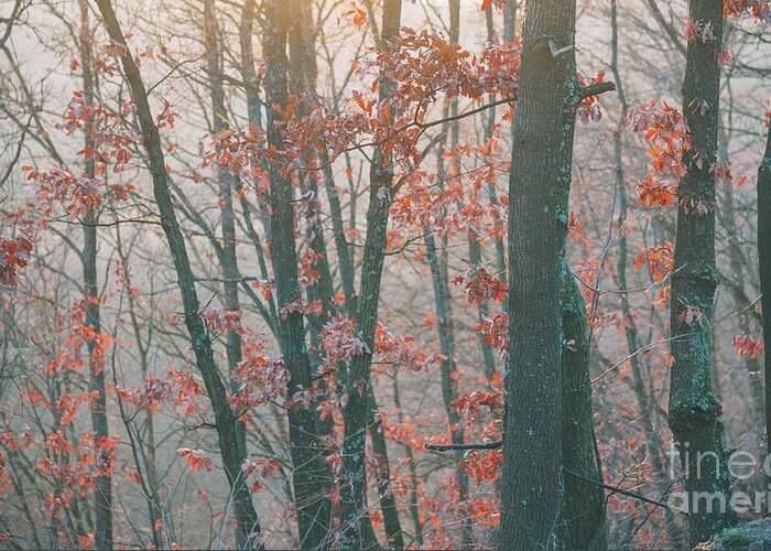 Landscape Greeting Card featuring the photograph Autumn forest #4 by Jelena Jovanovic