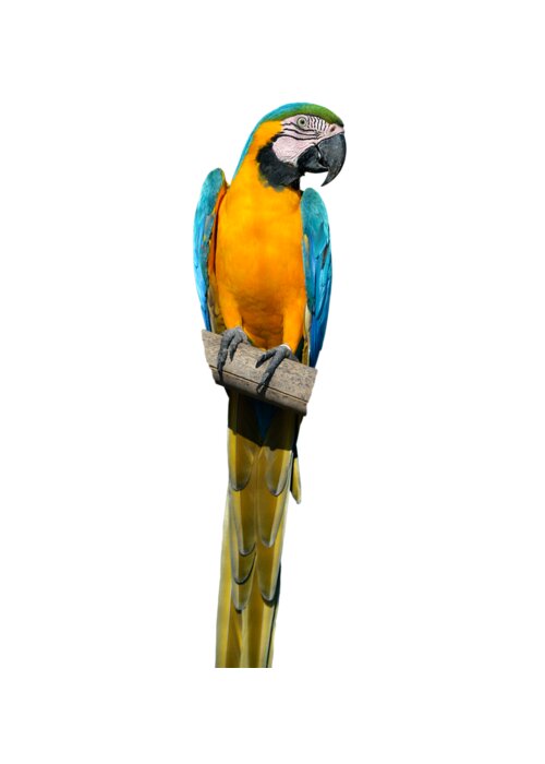Blue And Gold Macaw Greeting Card For Sale By George Atsametakis,10 Year Wedding Anniversary Gift