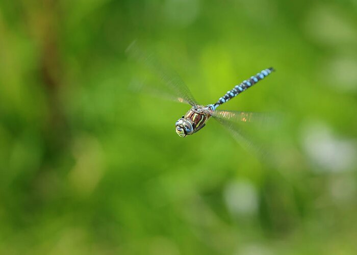 Dragonfly Greeting Card featuring the photograph Emperor Dragonfly by Rick Deacon