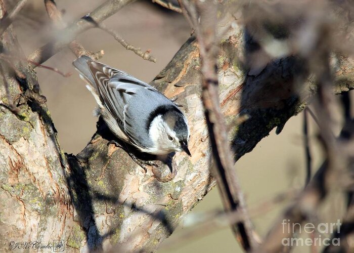 Mccombie Greeting Card featuring the photograph Female White-breasted Nuthatch #2 by J McCombie