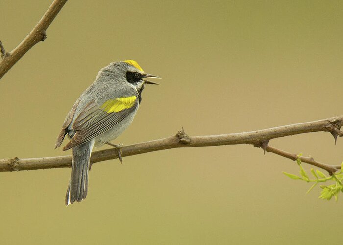 Bird Greeting Card featuring the photograph Golden-winged Warbler #4 by Alan Lenk