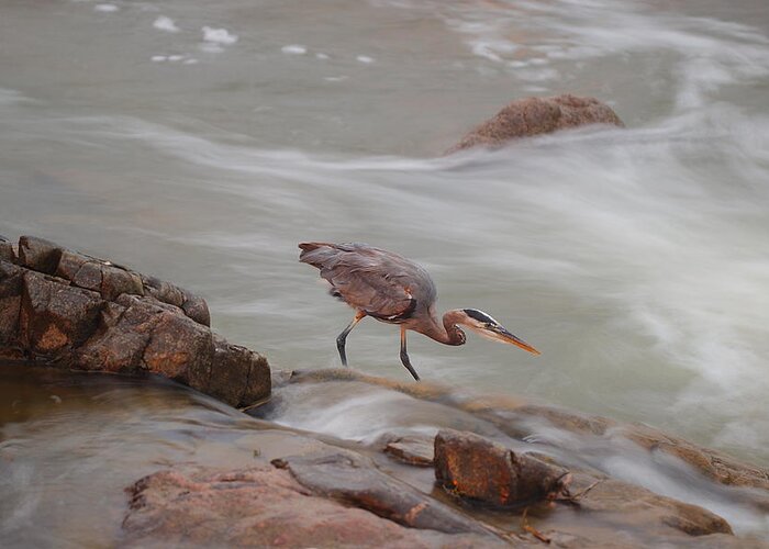 James Smullins Greeting Card featuring the photograph Great blue heron #5 by James Smullins