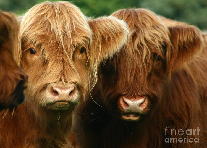 Cow Greeting Card featuring the photograph Highland Cattle #4 by Ang El