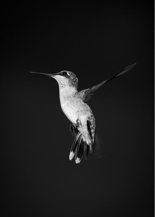 Hummingbird Greeting Card featuring the photograph Hummingbird #4 by Holden The Moment